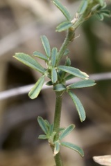 Medicago prostrata