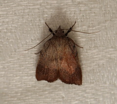 Tortricopsis pyroptis