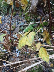 Ribes bracteosum