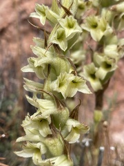 Dichromanthus michuacanus