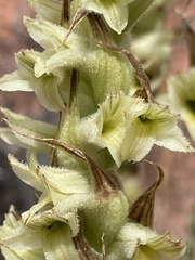 Dichromanthus michuacanus