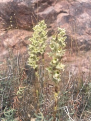 Dichromanthus michuacanus