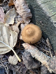 Armillaria sinapina