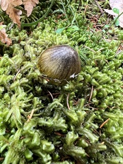 Tricholoma subsejunctum