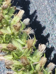 Liatris pycnostachya