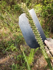 Liatris pycnostachya