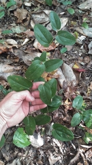 Smilax pumila