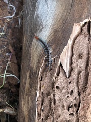 Scolopendra morsitans