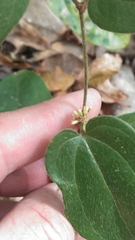 Smilax pumila