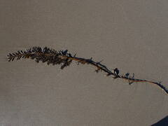 Carpophyllum maschalocarpum