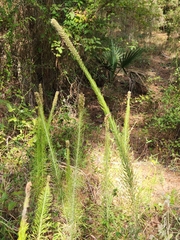 Liatris pycnostachya