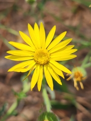 Bradburia pilosa