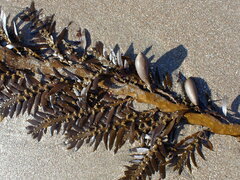 Carpophyllum maschalocarpum