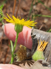 Bradburia pilosa