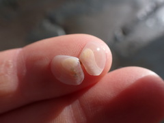 Pseudarcopagia disculus