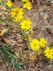 Bradburia pilosa