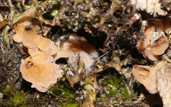 Clavulina vinaceocervina