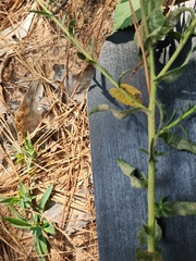 Bradburia pilosa