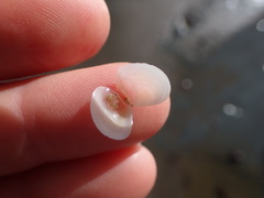 Pseudarcopagia disculus