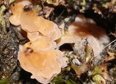Clavulina vinaceocervina