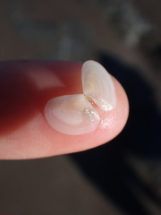 Pseudarcopagia disculus