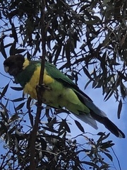 Barnardius zonarius zonarius