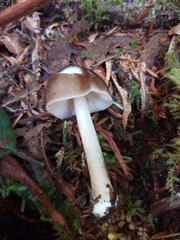 Pluteus exilis