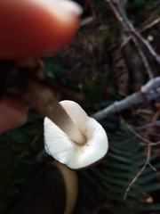 Pluteus exilis