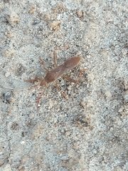 Burtinus notatipennis