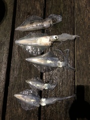 Sepioteuthis australis