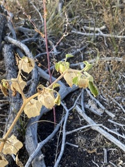 Physalis neomexicana