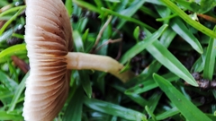 Bolbitius reticulatus