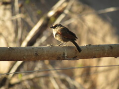Agelaioides badius