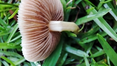 Bolbitius reticulatus