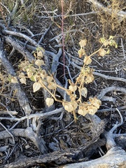 Physalis neomexicana