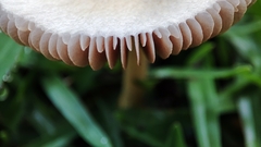 Bolbitius reticulatus
