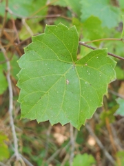 Vitis rotundifolia