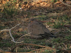 Metriopelia melanoptera
