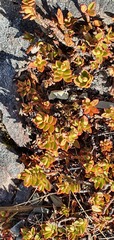 Veronica decumbens