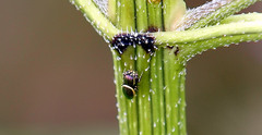 Sassacus papenhoei