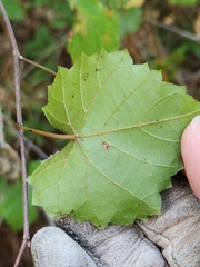 Vitis rotundifolia