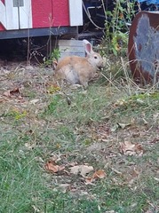 Oryctolagus cuniculus domesticus