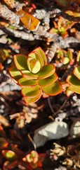 Veronica decumbens
