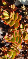 Veronica decumbens