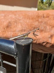 Stagmomantis carolina