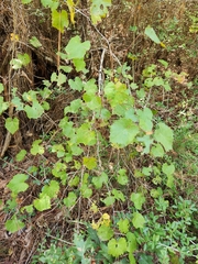 Vitis rotundifolia