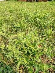 Acicarpha tribuloides