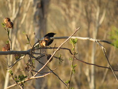 Molothrus bonariensis