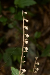 Scutellaria altissima