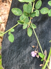 Desmodium ciliare
